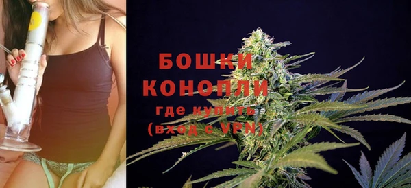 сатива Новозыбков